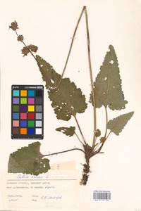 MHA 0 156 236, Salvia nutans L., Eastern Europe, South Ukrainian region (E12) (Ukraine)