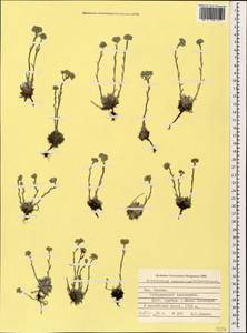 Eritrichium caucasicum (Albov) Grossh., Caucasus, Stavropol Krai, Karachay-Cherkessia & Kabardino-Balkaria (K1b) (Russia)