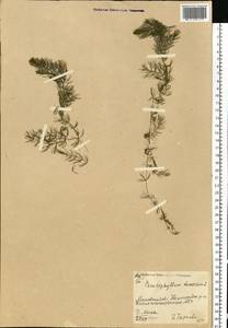 Ceratophyllum demersum L., Eastern Europe, Moscow region (E4a) (Russia)