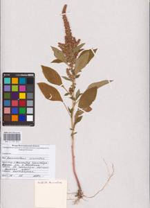 Amaranthus cruentus L., Eastern Europe, Lower Volga region (E9) (Russia)