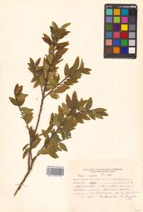 Ilex rugosa F.Schmidt, Siberia, Russian Far East (S6) (Russia)