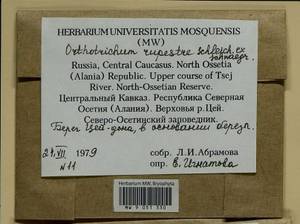 Lewinskya rupestris (Schleich. ex Schwägr.) F. Lara, Garilleti & Goffinet, Bryophytes, Bryophytes - North Caucasus & Ciscaucasia (B12) (Russia)