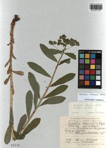 KUZ 001 557, Euphorbia pilosa L., Siberia, Altai & Sayany Mountains (S2) (Russia)