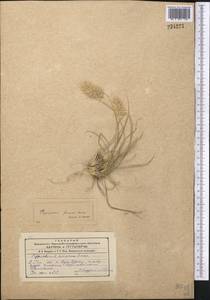 Enneapogon persicus Boiss., Middle Asia, Western Tian Shan & Karatau (M3) (Uzbekistan)