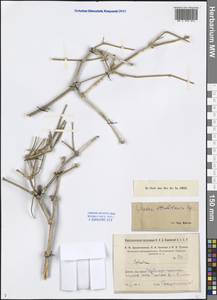 Ephedra strobilacea Bunge, Middle Asia, Syr-Darian deserts & Kyzylkum (M7) (Uzbekistan)