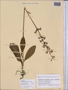Platanthera chlorantha (Custer) Rchb., Eastern Europe, Middle Volga region (E8) (Russia)