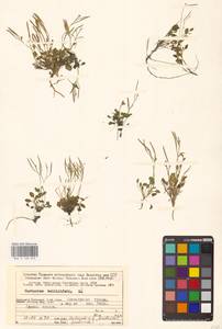 Cardamine bellidifolia L., Eastern Europe, Northern region (E1) (Russia)