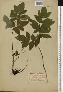 Aegopodium podagraria L., Eastern Europe, Belarus (E3a) (Belarus)