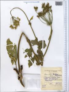 Heracleum lehmannianum Bunge, Middle Asia, Western Tian Shan & Karatau (M3) (Tajikistan)