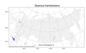 Quercus hartwissiana Steven, Atlas of the Russian Flora (FLORUS) (Russia)