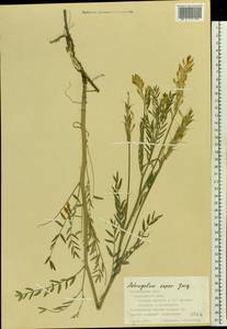 Astragalus asper Jacq., Eastern Europe, Middle Volga region (E8) (Russia)