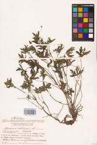 Geranium sibiricum L., Eastern Europe, Central region (E4) (Russia)