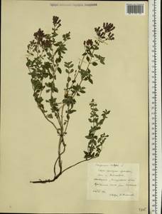 Origanum vulgare L., Eastern Europe, South Ukrainian region (E12) (Ukraine)