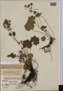 Alchemilla valdehirsuta Buser, Caucasus, Armenia (K5) (Armenia)