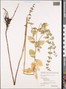 Mentha × dalmatica Tausch, Eastern Europe, Central region (E4) (Russia)