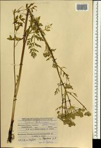 Cnidium dauricum (Jacq.) Turcz. ex Fisch. & C. A. Mey., Mongolia (MONG) (Mongolia)