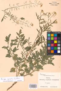 Rorippa sylvestris (L.) Besser, Eastern Europe, Moscow region (E4a) (Russia)