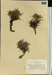 Oxytropis tragacanthoides DC., Siberia, Altai & Sayany Mountains (S2) (Russia)