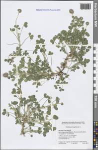 Trifolium fragiferum L., Eastern Europe, Lower Volga region (E9) (Russia)
