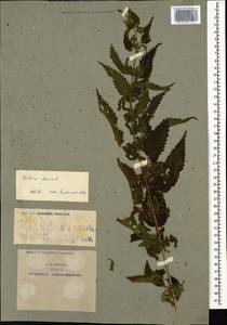 Urtica dioica L., Caucasus, Armenia (K5) (Armenia)