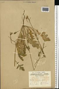 Diplotaxis muralis (L.) DC., Eastern Europe, South Ukrainian region (E12) (Ukraine)