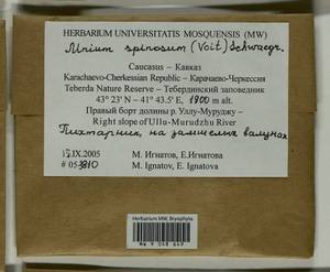 Mnium spinosum (Voit) Schwägr., Bryophytes, Bryophytes - North Caucasus & Ciscaucasia (B12) (Russia)