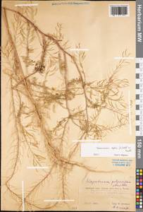 Descurainia sophia (L.) Webb ex Prantl, Eastern Europe, Western region (E3) (Russia)