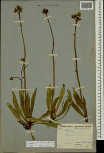 Pilosella piloselloides subsp. praealta (Gochnat) S. Bräut. & Greuter, Eastern Europe, Moscow region (E4a) (Russia)