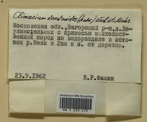 Climacium dendroides (Hedw.) F. Weber & D. Mohr, Bryophytes, Bryophytes - Moscow City & Moscow Oblast (B6a) (Russia)