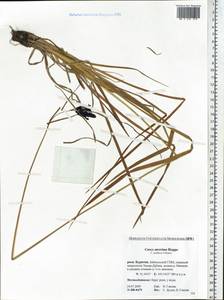 Carex aterrima Hoppe, Siberia, Baikal & Transbaikal region (S4) (Russia)