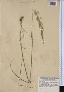 Arrhenatherum elatius subsp. bulbosum (Willd.) Schübl. & G.Martens, Western Europe (EUR) (France)