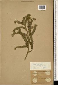 Echium italicum subsp. biebersteinii (Lacaita) Greuter & Burdet, Caucasus, Abkhazia (K4a) (Abkhazia)