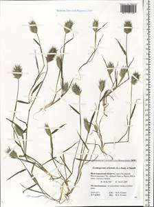 Eremopyrum orientale (L.) Jaub. & Spach, Eastern Europe, Lower Volga region (E9) (Russia)