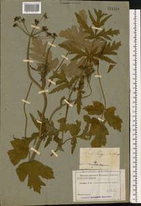 Heracleum sphondylium subsp. sibiricum (L.) Simonk., Eastern Europe, Volga-Kama region (E7) (Russia)
