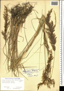 Calamagrostis pseudophragmites (Haller f.) Koeler, Caucasus, North Ossetia, Ingushetia & Chechnya (K1c) (Russia)