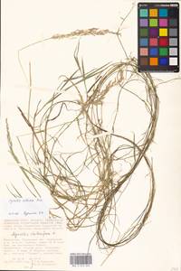 Agrostis stolonifera L., Middle Asia, Caspian Ustyurt & Northern Aralia (M8) (Kazakhstan)