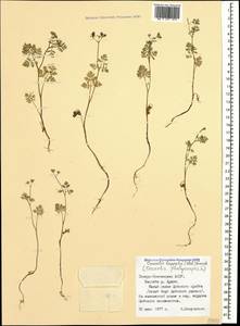 Caucalis platycarpos L., Caucasus, North Ossetia, Ingushetia & Chechnya (K1c) (Russia)