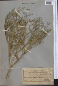 Ferula ceratophylla Regel & Schmalh., Middle Asia, Western Tian Shan & Karatau (M3) (Kazakhstan)
