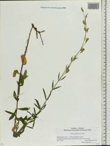 Silene tatarica (L.) Pers., Eastern Europe, Moscow region (E4a) (Russia)