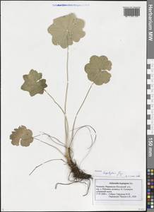 Alchemilla heptagona Juz., Eastern Europe, Middle Volga region (E8) (Russia)