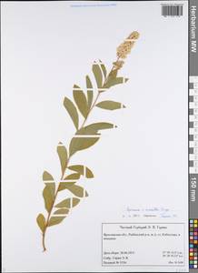 Spiraea × rosalba Dippel, Eastern Europe, Central forest region (E5) (Russia)