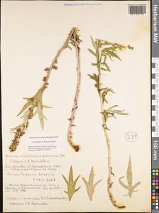 Artemisia tilesii Ledeb., Siberia, Yakutia (S5) (Russia)