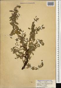 Polygonum cognatum subsp. cognatum, Caucasus, Armenia (K5) (Armenia)