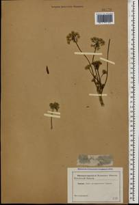 Silphiodaucus hispidus (M. Bieb.) Spalik, Wojew., Banasiak, Piwczyñski & Reduron, Caucasus (no precise locality) (K0)