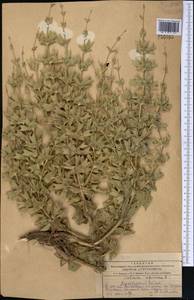 Salvia spinosa L., Middle Asia, Kopet Dag, Badkhyz, Small & Great Balkhan (M1) (Turkmenistan)