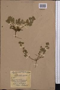 Potentilla supina L., Middle Asia, Northern & Central Kazakhstan (M10) (Kazakhstan)