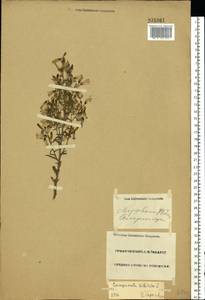 Campanula sibirica L., Eastern Europe, Middle Volga region (E8) (Russia)