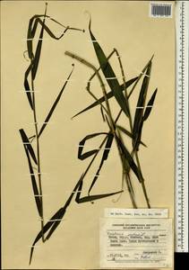 Flagellaria indica L., Africa (AFR) (Kenya)