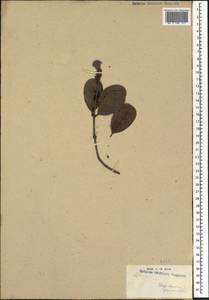 Salacia, Africa (AFR) (Madagascar)