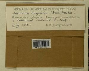 Anomodontella longifolia (Schleich. ex Brid.) Ignatov & Fedosov, Bryophytes, Bryophytes - Moscow City & Moscow Oblast (B6a) (Russia)